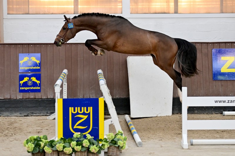 New Approved Stallion at Stal Bruynseels